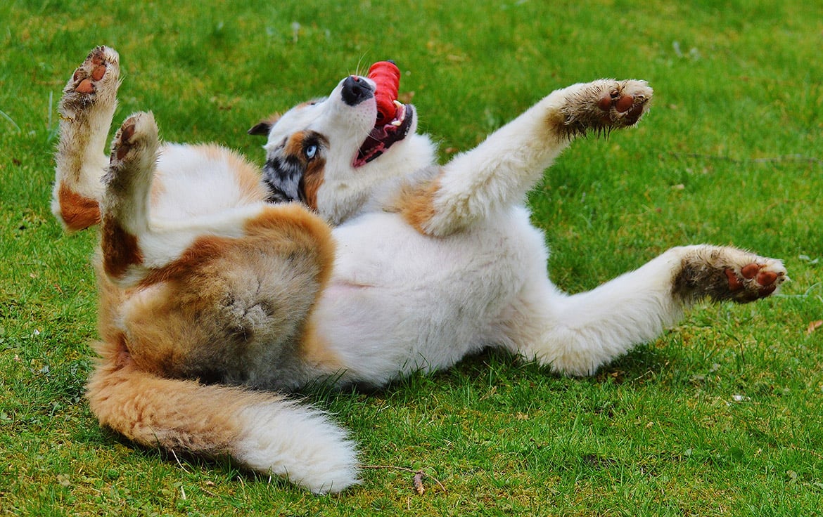 dog